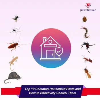 Top 10 Common Household Pests and How to Effectively Control Them