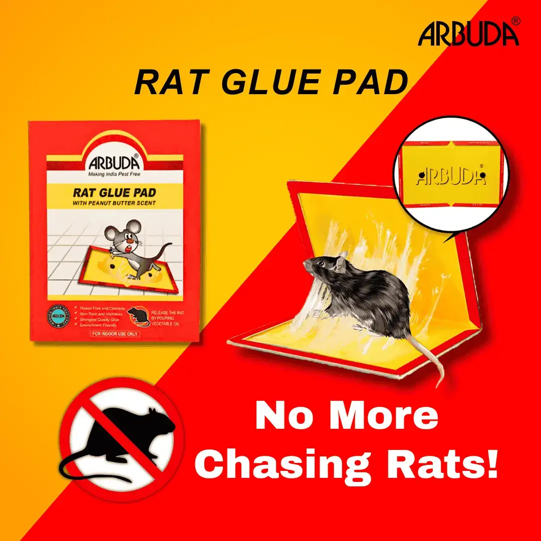 Rat Glue Pad - Big size  - (Pack of 5)