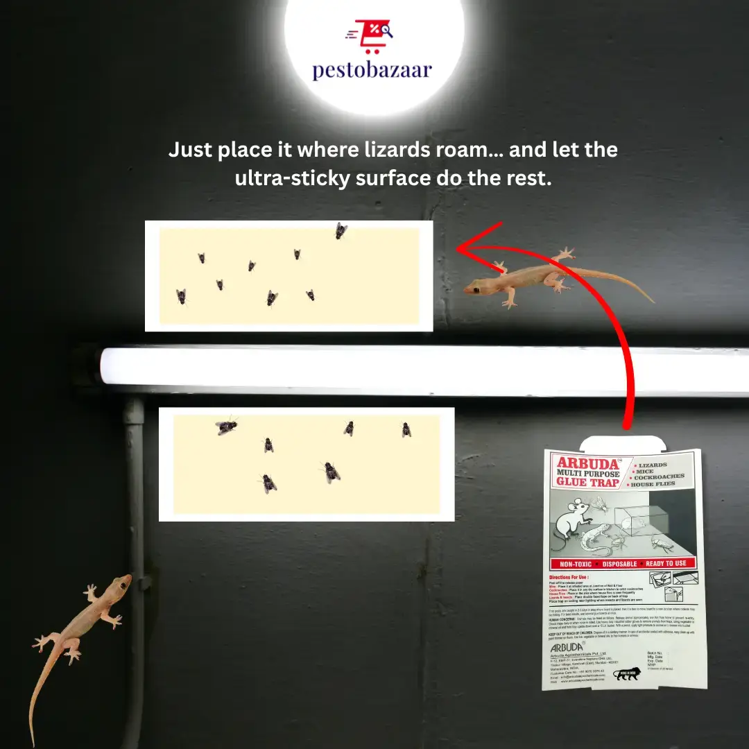 Multipurpose Glue Trap - Pack of 10