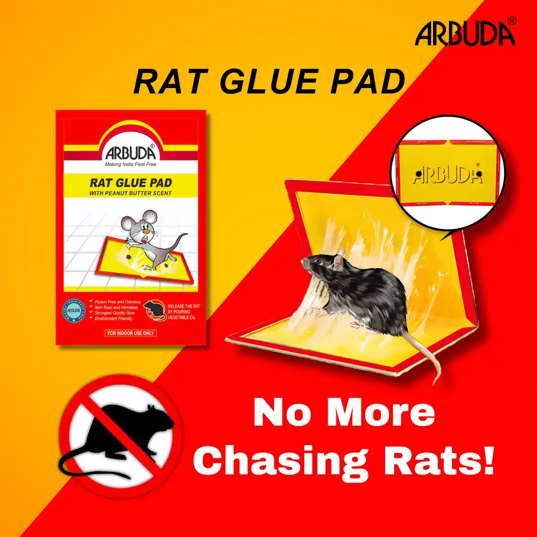 Rat Glue Pad - Small size  - (Pack of 10)